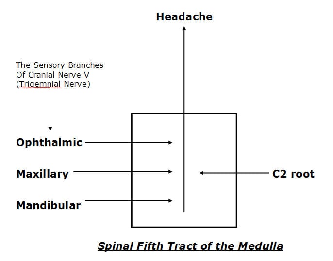 cervicogenic headache pathway