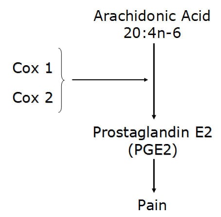 Cox enzymes convert the omega-6 fatty acid arachidonic acid into the pro-inflammatory pain producer prostaglandin E2 (PGE2).