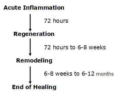 Stages of Healing Following Soft Tissue Injury