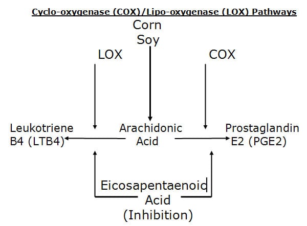 COX LOX pathways