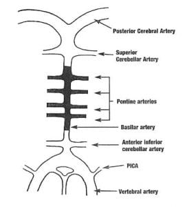 The Vertebral Artery