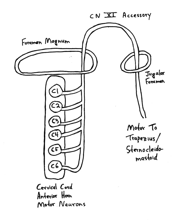 the 2nd cervical nerve root leaves the interspace between C1-C2, courses down and winds under the inferior oblique muscle, then proceeds upward as the greater occipital nerve, and pierces the tendon of the trapezius muscle