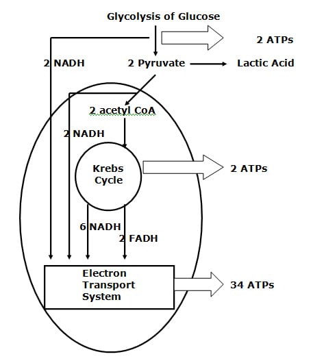 anaerobic glycolysis