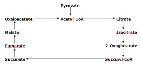  In humans, when there is increased demand for ATP, there is also an increased demand and utilization of malate and magnesium. Malate deficiency is the cause of the ATP deficiency seen with exhaustive physical activity.