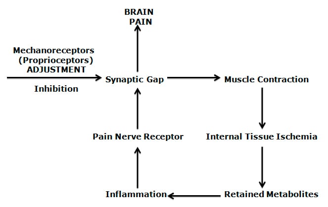 Stretching of facet joint capsules will fire capsular mechanoreceptors which will reflexly “inhibit facilitated motoneuron pools” which are responsible for the muscle spasms that commonly accompany low back pain.