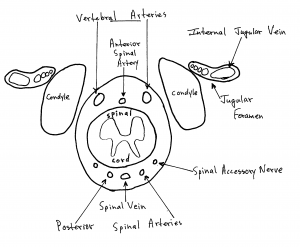 Axial View of the Foramen Magnum and its Contents