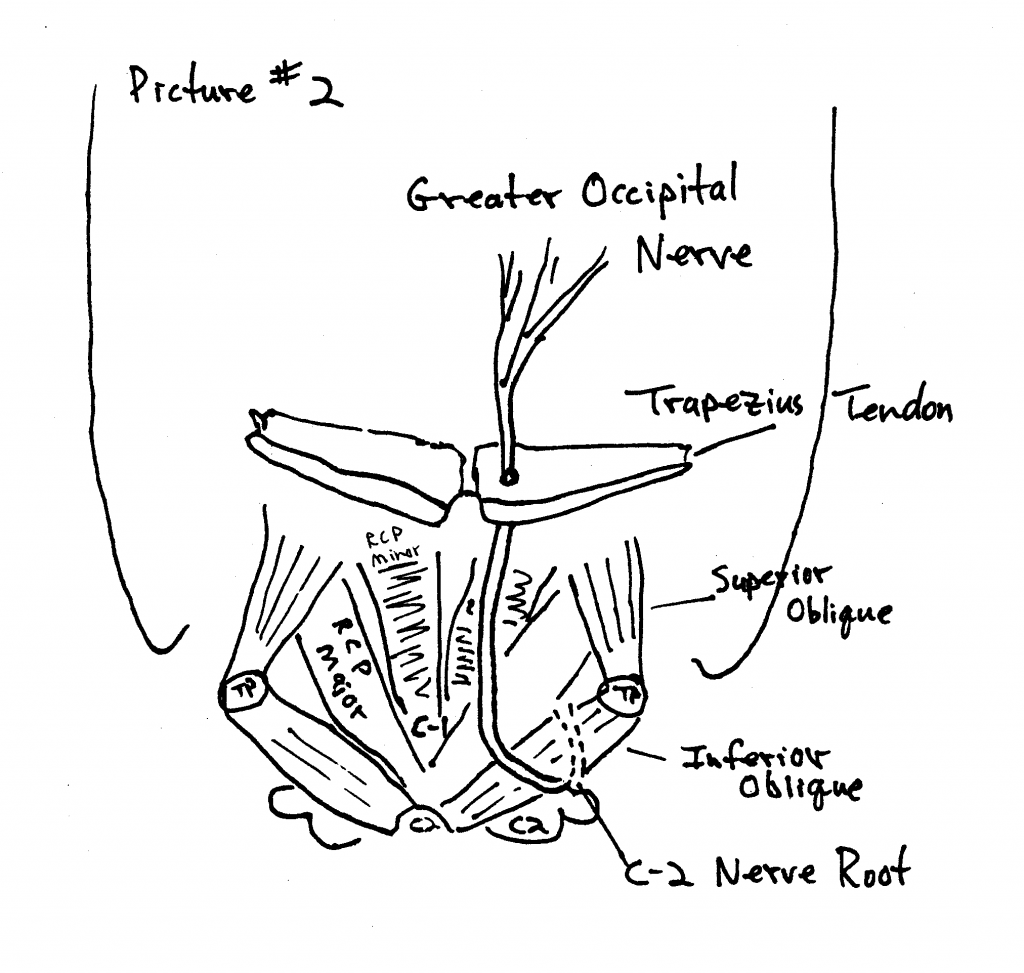Cervical Nerve Root Anatomy