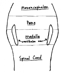 Temporomandibular-Joint-space