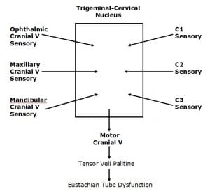 Both the sensory divisions of the Trigeminal nerve (cranial V) and the sensory branches of C1-C2-C3 converge in the trigeminal-cervical nucleus of the medulla and upper cervical cord. Both can subsequently activate the motor division of the Trigeminal nerve (cranial V), which innervates the tensor tympani muscle, affecting eustachian tube function.