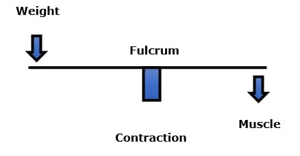 fulcrum