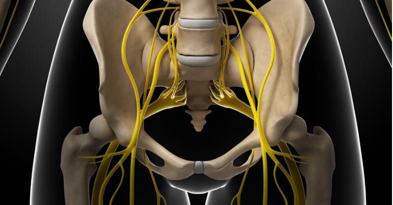 female-bones-and-nerves-lumbar-spine-picture-id470864503 - ChiroTrust