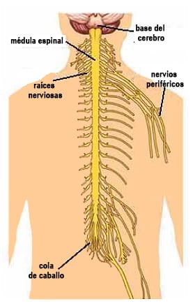 spinalcord médula espinal  base of brain base del cerebro  nerve roots raíces  nerviosas  peripheral nerves nervios  periféricos  cauda equina cola  de caballo 