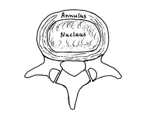 normal disc