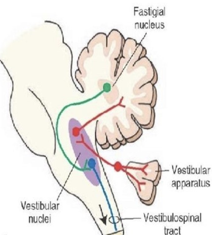 	A number of players can send the electrical signal to the quarterback (vestibular nucleus) before the electrical signal is sent to the cortical brain. As noted in the graphic above, these other players include:

•	Labyrinthine Inner Ear (2)
•	Cerebellum (3)
•	Temporomandibular Joint (TMJ) (4, 5, 6)
•	Neck (cervical spine) afferents (7)	

