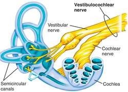 
The Cochlear component:
•	The Cochlear component functions for the perception of sound (hearing).
•	The Vestibular component:
•	The Vestibular component functions for the perception of balance, coordination, posture, space awareness, stability, etc. 
