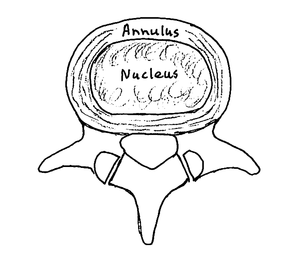 Normal Disk Cervical Versus Lumbar Intervertebral Discs