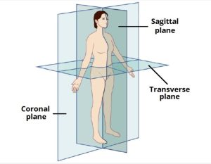  The sagittal plane divides the body into two equal halves. 