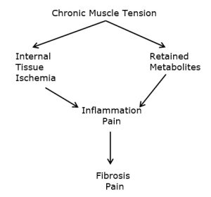 The constant muscle contraction required to balance anterior sagittal postural distortions creates muscle fatigue, inflammation, fibrosis, and eventually leads to chronic musculoskeletal pain syndromes (7). Collectively, these muscle syndromes are known as myofascial pain syndromes (8, 9, 10). 
