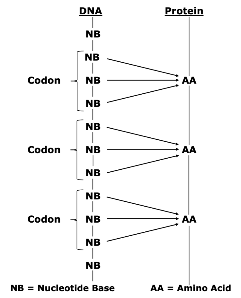 The assembled sequence of amino acids creates a protein. Some proteins are made from a smaller number of amino acids: insulin is 51 amino acids long. Other proteins are much longer: collagen is about 1,000 amino acids long (the structural protein in skin, tendons, ligaments, cartilage, etc.). [see graphic on following page]  The section of DNA containing the nucleotide bases that code for a single protein is called a gene. Human DNA contains about 20,000 genes.