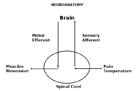 Neuroanatomy