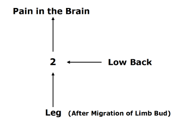 Pain in the Brain