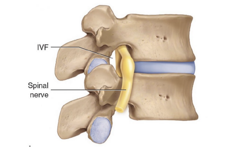 IVF / Spinal nerve