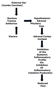macrophage-cytokine-adrenal systemic inflammatory model