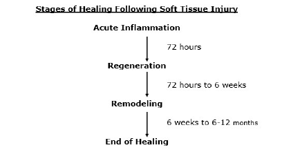 Stages of Healing Following Soft Tissue Injury
