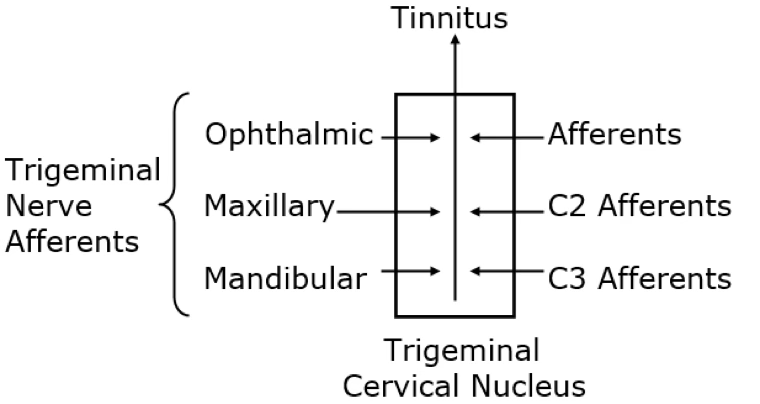 Trigeminal–Cervical Convergence Diagram