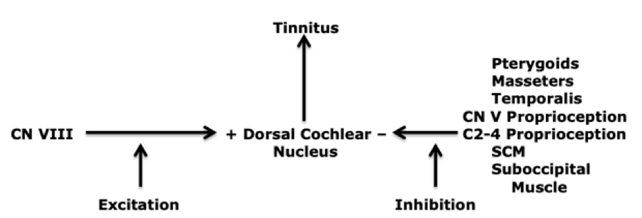 Trigeminal–Cervical Convergence Diagram