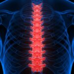 Medical illustration highlighting the thoracic spine and surrounding rib cage