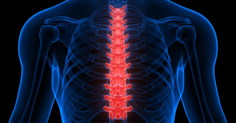 Medical illustration highlighting the thoracic spine and surrounding rib cage